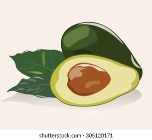 Avocado fruit isolated. Vector