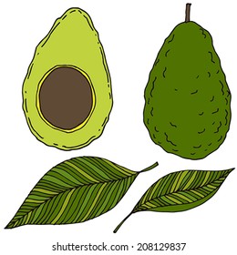 Avocado fruit, leaves - vector sketched set
