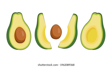 avocado fruit open illustration isolated vector