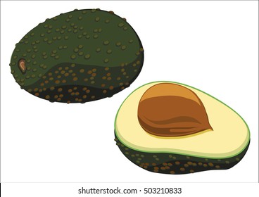avocado, fruit shown on a white background,
