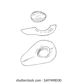 Aguacate, fruta, trozos, mitad y piedra. Ilustraciones botánicas en estilo grabado. Colección de flores y plantas dibujadas a mano. Planta tropical.