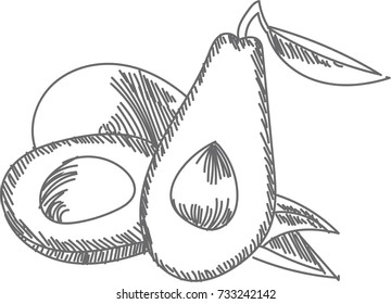 avocado, fruit, vector image avocado, vector illustration, line drawing