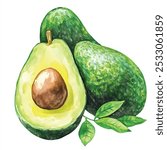 Avocado fruit watercolor clipart illustration