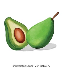 Avocado Fruit Watercolor Illustration vector