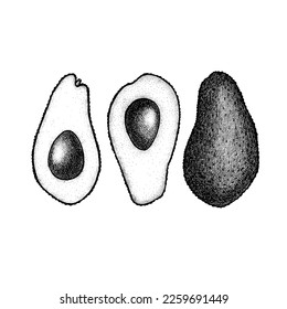 Avocado fruit whole and slice. Organic healthy food. Hand drawn vector engraved sketch illustration. 