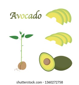 Avocado fruit and young tree illustration set.