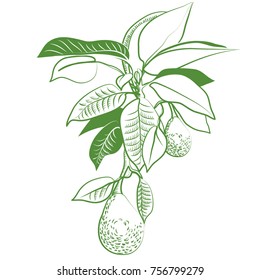 avocado grows on tree in leaf, hangs, avocado, fruit, grows on tree, delicious, avocado in leaf, green, graphic, picture, vector