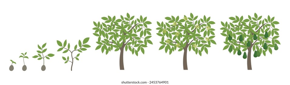 Avocado growth stages. Alligator pear ripening period progression. Life cycle animation plant seedling. Vector illustration.