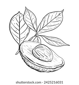 Avocado half leaves vector illustration. Avocado fruit tree branch seed. Black outline graphic drawing. Tropical foliage ink line contour. Vegetarian Healthy food organic garden fresh nature plant