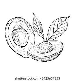 Avocado half leaves vector illustration. Avocado fruit tree branch seed. Black outline graphic drawing. Tropical foliage ink line contour. Vegetarian Healthy food organic garden fresh nature plant