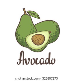 Avocado, half of avocado, avocado seed Hand drawn  painting isolated on white background. Vector illustration of fruit avocado