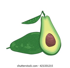 Avocado, half of avocado, avocado seed Hand drawn painting isolated on white background. Vector illustration of fruit avocado