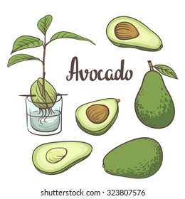 Avocado, half of avocado, avocado seed, a seedling of avocado on a laboratory flask isolated on white background. Vector illustration of fruit avocado