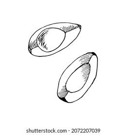Avocado halves. Vector illustration. Avocado slices, avocado halves. Doodle illustrations