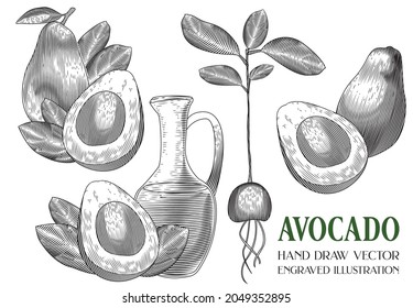 Avocado, Hand Draw Vector, Engraved illustration, Retro vintage, Berry Fruit, Separated layer, Isolated on white background 