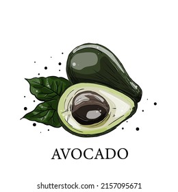 Aguacate. Vocado colorido dibujado a mano con ilustración vectorial de hoja aislada en fondo blanco