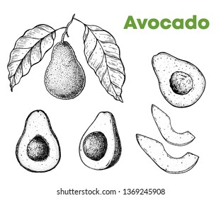 Avocado hand drawn illustration. Sketch vector illustration. Engraving collection with avocado. Can used for packaging design. Avocado food.