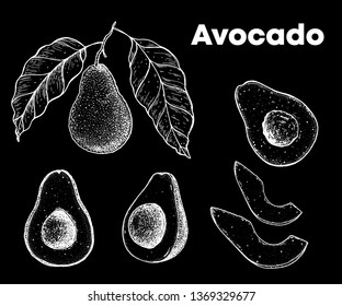 Avocado Hand Drawn Illustration Sketch Vector Stock Vector (Royalty ...