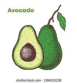 Avocado hand drawn illustration. Sketch vector illustration. Can used for packaging design. Avocado food.