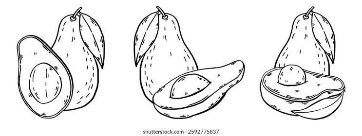 Avocado hand drawn sketch compositions set. Natural food. Eco Plant vegetable. Vector illustration