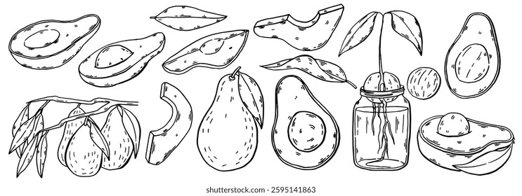 Avocado hand drawn sketch set. Fresh vegetable clip art. Make use for branding or packaging design or decoration. Doodle Vintage style vector illustration with detailed line art. Vector illustration