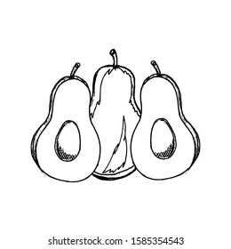 Avocado hand drawn sketch style in vector
