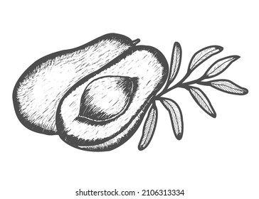 Aguacate dibujado a mano con rodajas y hojas. Arte de ilustraciones vectoriales en blanco y negro