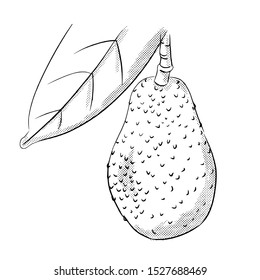 Avocado hand drawn vector illustration