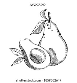 Avocado handgezeichnete Vektorgrafik.Detaillierte Gravierungsstil-Skizze.Tropische Sommerfrucht einzeln auf weißem Hintergrund.Gravierte Früchte. Kochzutat.