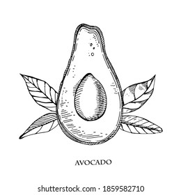 Avocado hand drawn vector illustration.Detailed engraving style sketch.Tropical summer fruit, isolated on the white background.Engraved style fruit. Cooking ingredient.