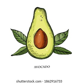 Avocado hand drawn vector illustration.Detailed engraving style sketch.Tropical summer fruit, isolated on the white background.Engraved style fruit. Cooking ingredient.