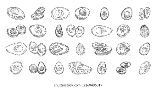 Avocado handgezeichnete Vektorgrafiken. Agrarmarktprodukt. Gemüsespezialitäten. Gesund essen. Bio-Food-Illustration. Einziger Avocado-Satz. 