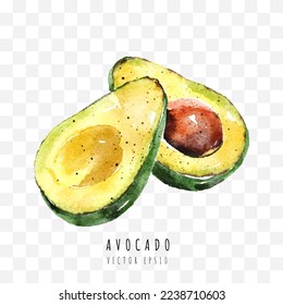 Avocado hand drawn watercolor painting isolated on white background.  Vector illustration