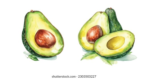 Avocado. Hand drawn watercolor painting. Vector illustration. Watercolor avocado cut whole fruit. Vector