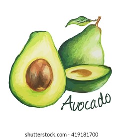 Avocado. Hand drawn watercolor painting. Vector illustration.