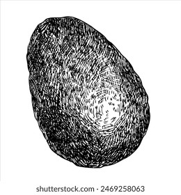Avocado hat grafische Vektorillustration, handgezeichnete Skizze des Gemüses. In: Botanical Drawing of Tropical Fruit. Gravur für Lebensmittelverpackungsdesign. Pflanzenskizze