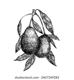 Avocado hass on a branch graphic vector illustration, hand drawn sketch of vegetable, leaves. Botanical drawing of tropical fruit. Engraving for food packaging design. Plant sketch