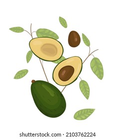 Avocado illustration. Cut avocado fruit. Avocado plant.