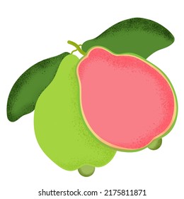 avocado illustration fresh whole with leaves organic fruit cartoon style summer style healthy fruit artwork 