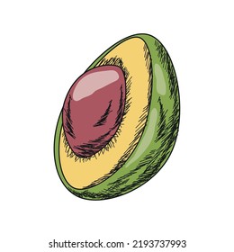 avocado isolated icon white background