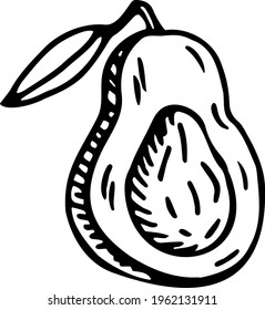 Avocado isolated on a white background. Hand-drawn black and white vector illustration. Healthy and healthy food.