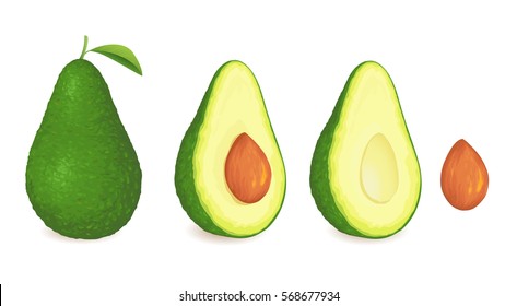 Avocado isolated on white background vector