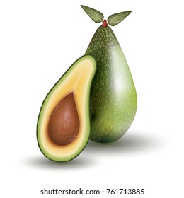 Avocado Isolated on White Background. Vector Illustration.