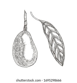 Avocado with leaf. Botanical illustrations in the engraving style.. Collection of hand-drawn flowers and plants. Vector hand drawn.  Tropical plant.