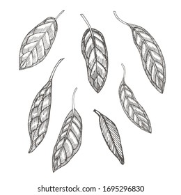Avocado leaf nobor.  Botanical illustrations in the engraving style. Collection of hand-drawn flowers and plants.Tropical plant.