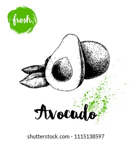 Avocado with leaf. Whole and half of avocado with seed. Sketch style hand drawn tropic fruit vector illustration. Detailed food drawing. Best for package and posters.