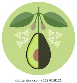 Abacate com folhas e flores. Um corte de abacate. Um quarto de fruta.
Ilustração plana simétrica em um fundo circular para rótulo ou embalagem.
