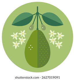 Abacate com folhas e flores. Abacate verde maduro Ilustração plana simétrica em um fundo circular para rótulo ou embalagem.