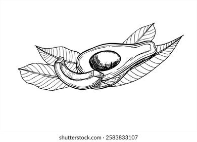 Avocado with leaves vector black ink sketch. Half fruit with seed and slice graphic illustration in realistic linear style. Etching drawing of organic healthy vegan food for recipes, cookbook design.