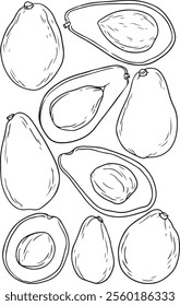 Avocado line art vector set. Whole avocado, halves of avocado . Hand drawn botanical elements isolated on a white background.  Avocado illustrations in doodle style